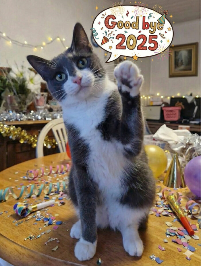 Pichu Waves Good Bye to 2025, Cat
